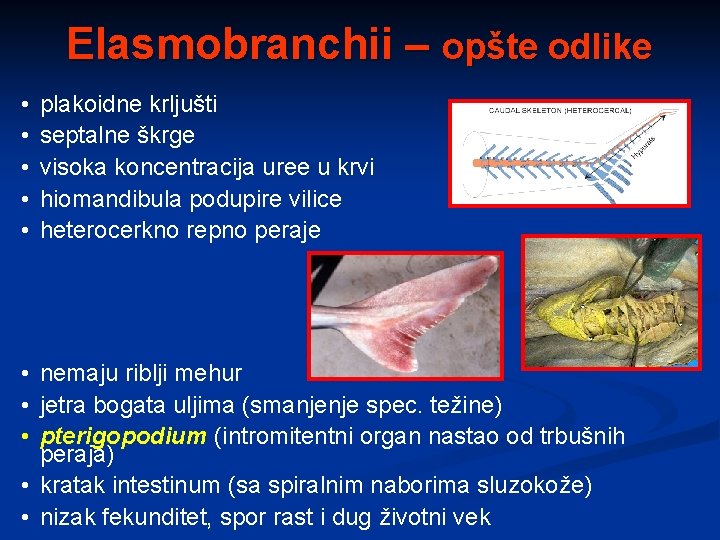 Elasmobranchii – opšte odlike • • • plakoidne krljušti septalne škrge visoka koncentracija uree