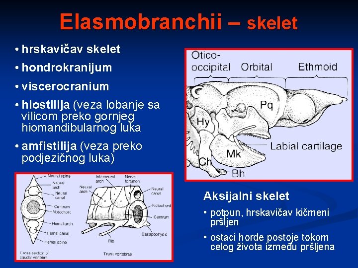 Elasmobranchii – skelet • hrskavičav skelet • hondrokranijum • viscerocranium • hiostilija (veza lobanje