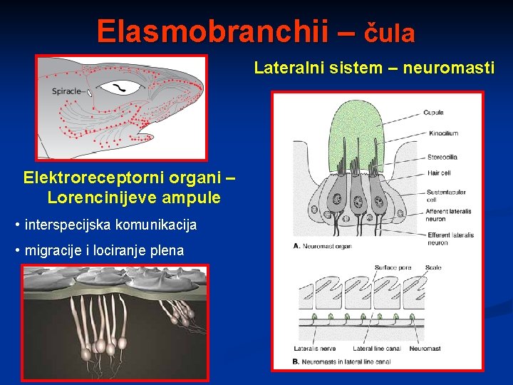 Elasmobranchii – čula Lateralni sistem – neuromasti Elektroreceptorni organi – Lorencinijeve ampule • interspecijska