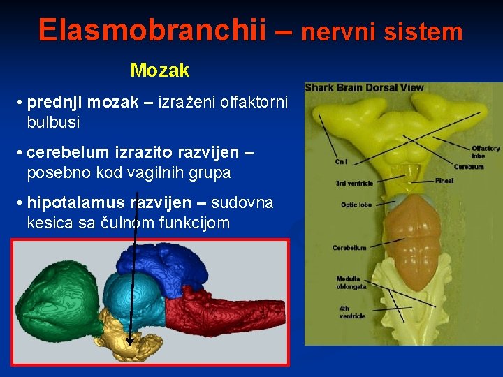 Elasmobranchii – nervni sistem Mozak • prednji mozak – izraženi olfaktorni bulbusi • cerebelum