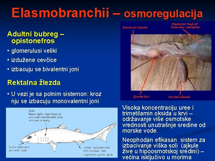 Elasmobranchii – osmoregulacija Adultni bubreg – opistonefros • glomerulusi veliki • izdužene cevčice •