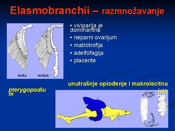 Elasmobranchii – razmnožavanje • viviparija je dominantna • neparni ovarijum • matrotrofija • adelfofagija