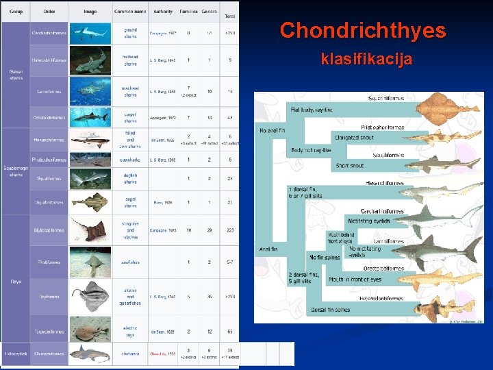 Chondrichthyes klasifikacija 