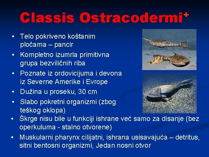 Classis + Ostracodermi • Telo pokriveno koštanim pločama – pancir • Kompletno izumrla primitivna