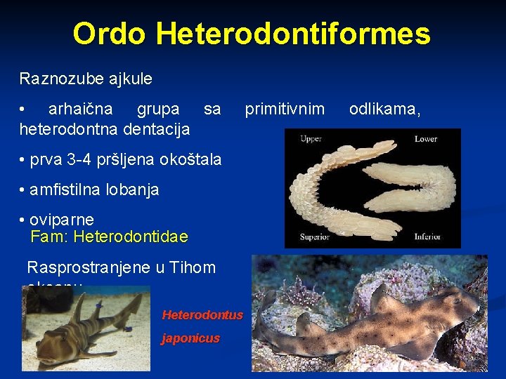 Ordo Heterodontiformes Raznozube ajkule • arhaična grupa sa heterodontna dentacija • prva 3 -4