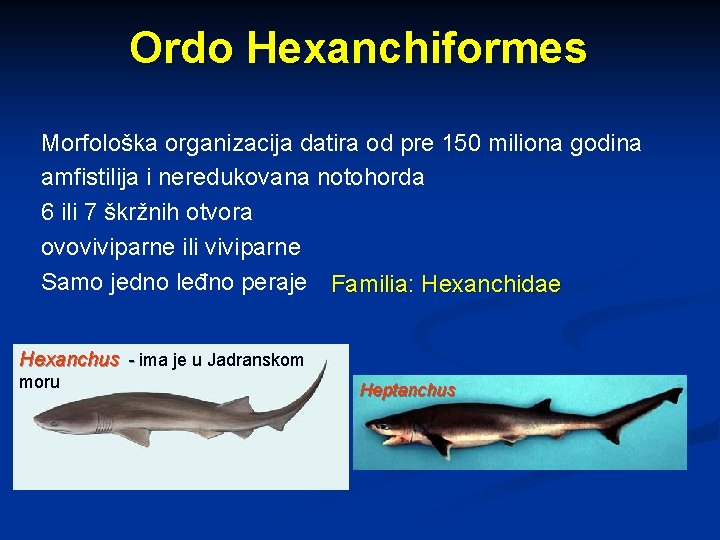 Ordo Hexanchiformes Morfološka organizacija datira od pre 150 miliona godina amfistilija i neredukovana notohorda