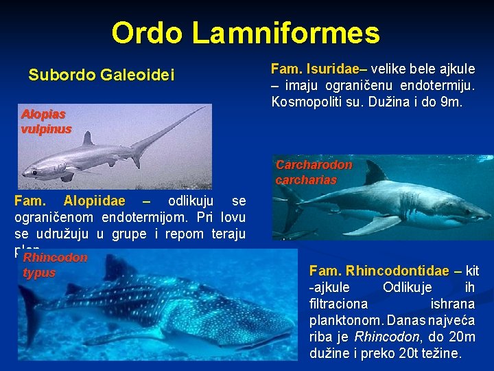 Ordo Lamniformes Subordo Galeoidei Alopias vulpinus Fam. Isuridae– velike bele ajkule – imaju ograničenu