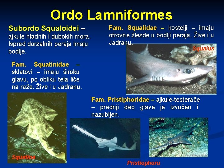 Ordo Lamniformes Subordo Squaloidei – ajkule hladnih i dubokih mora. Ispred dorzalnih peraja imaju