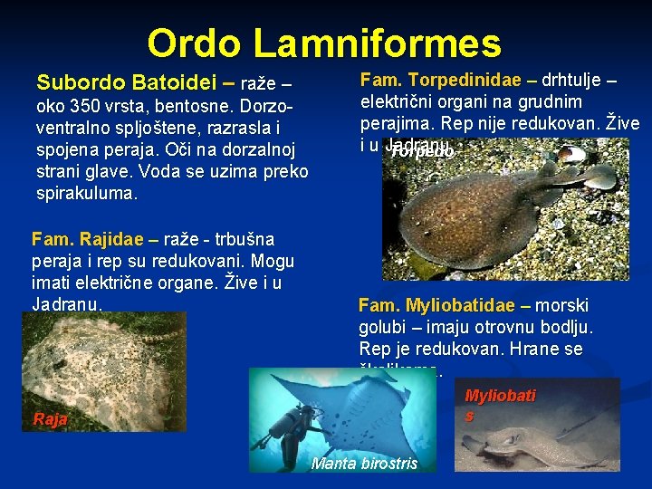 Ordo Lamniformes Subordo Batoidei – raže – oko 350 vrsta, bentosne. Dorzoventralno spljoštene, razrasla