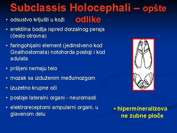 Subclassis Holocephali – opšte • odsustvo krljušti u koži odlike • erektilna bodlja ispred