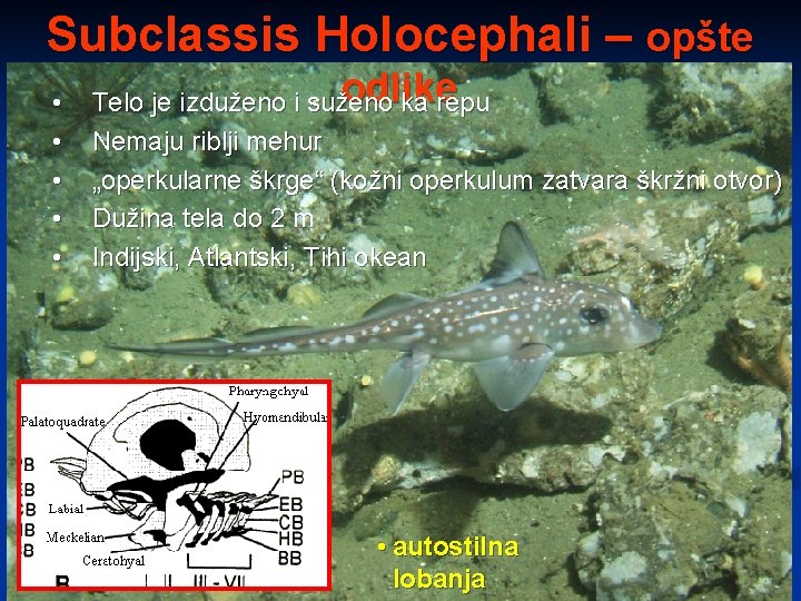 Subclassis Holocephali – opšte • • • odlike Telo je izduženo i suženo ka