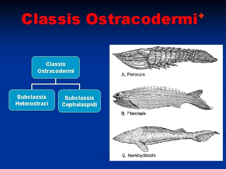 Classis + Ostracodermi Classis Ostracodermi Subclassis Heterostraci Subclassis Cephalaspidi 