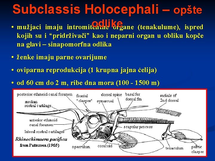 Subclassis Holocephali – opšte odlike • mužjaci imaju intromitentne organe (tenakulume), ispred kojih su