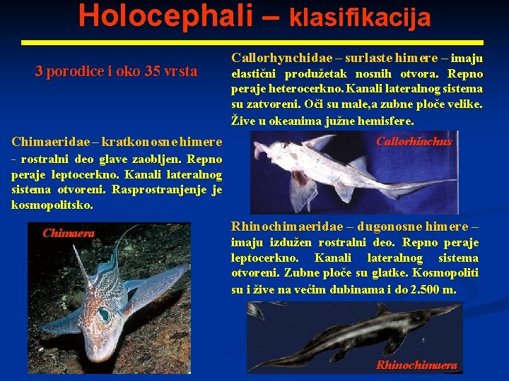 Holocephali – klasifikacija 3 porodice i oko 35 vrsta Chimaeridae – kratkonosne himere -