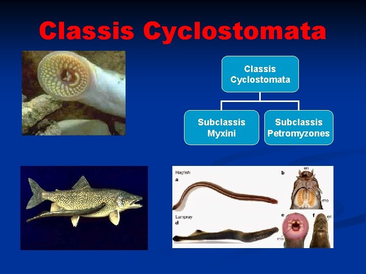 Classis Cyclostomata Subclassis Myxini Subclassis Petromyzones 