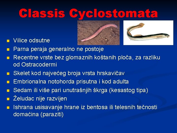 Classis Cyclostomata n n n n Vilice odsutne Parna peraja generalno ne postoje Recentne