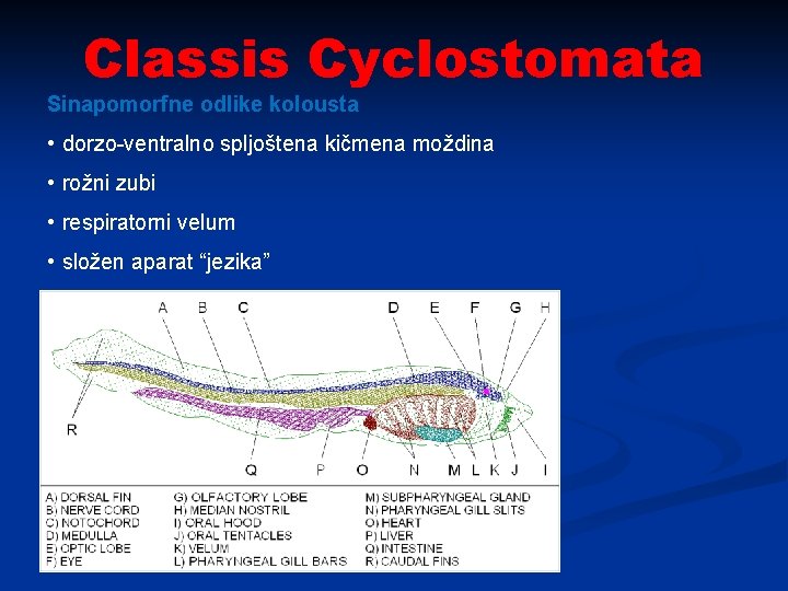 Classis Cyclostomata Sinapomorfne odlike kolousta • dorzo-ventralno spljoštena kičmena moždina • rožni zubi •
