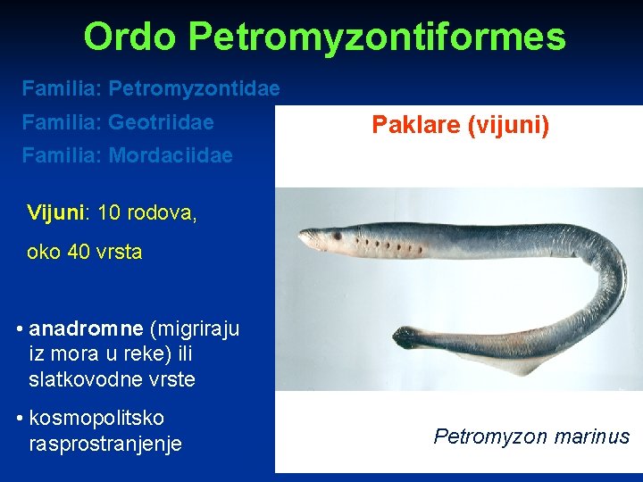 Ordo Petromyzontiformes Familia: Petromyzontidae Familia: Geotriidae Paklare (vijuni) Familia: Mordaciidae Vijuni: 10 rodova, oko