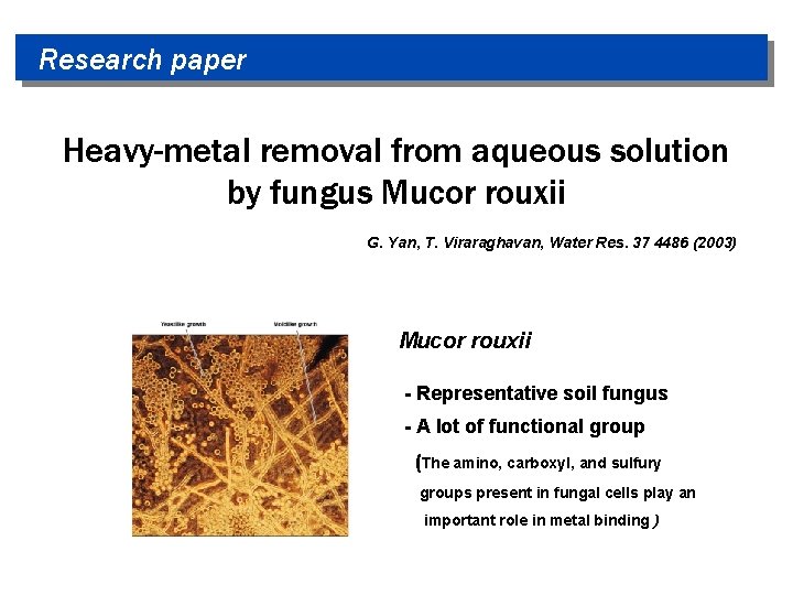 Research paper Heavy-metal removal from aqueous solution by fungus Mucor rouxii G. Yan, T.
