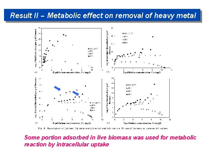Result II – Metabolic effect on removal of heavy metal Some portion adsorbed in