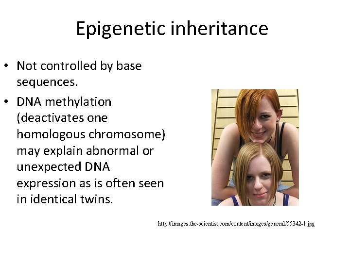 Epigenetic inheritance • Not controlled by base sequences. • DNA methylation (deactivates one homologous