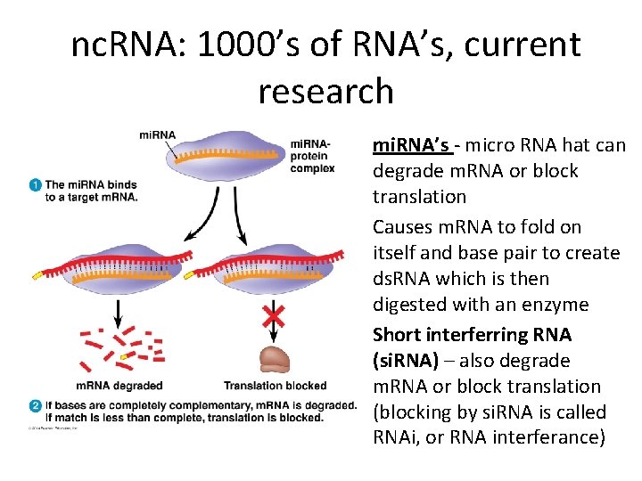 nc. RNA: 1000’s of RNA’s, current research • mi. RNA’s - micro RNA hat