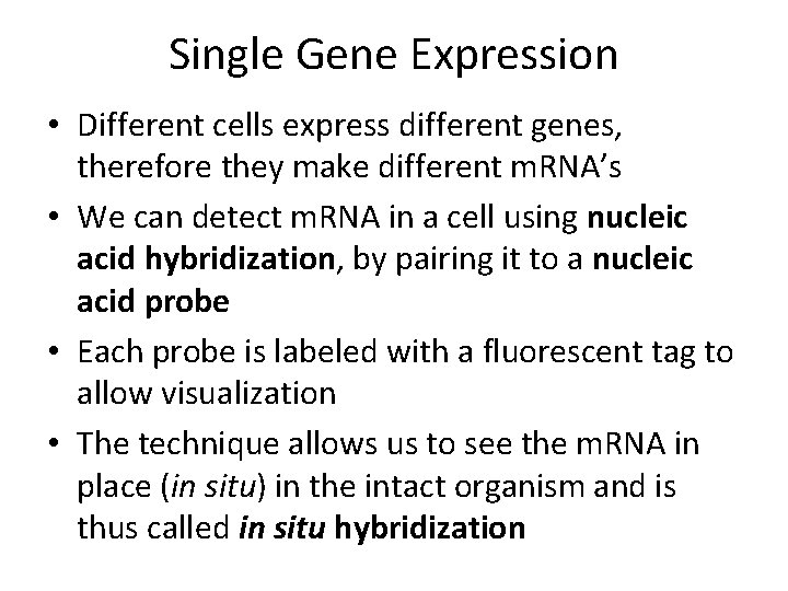 Single Gene Expression • Different cells express different genes, therefore they make different m.