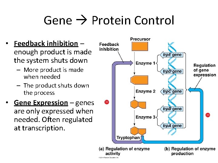 Gene Protein Control • Feedback inhibition – enough product is made the system shuts