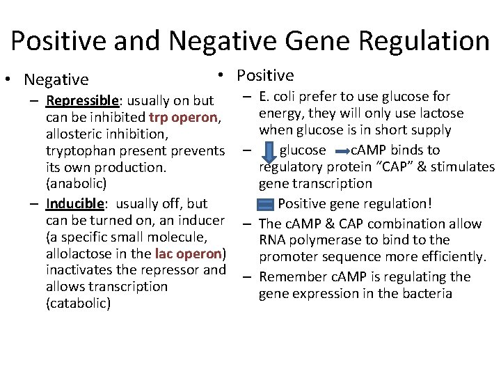 Positive and Negative Gene Regulation • Negative • Positive – Repressible: usually on but