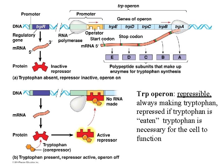  Trp operon: repressible, always making tryptophan, repressed if tryptophan is “eaten” tryptophan is