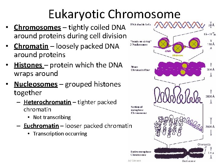 Eukaryotic Chromosome • Chromosomes – tightly coiled DNA around proteins during cell division •