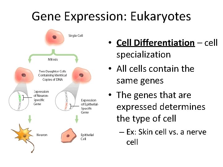 Gene Expression: Eukaryotes • Cell Differentiation – cell specialization • All cells contain the