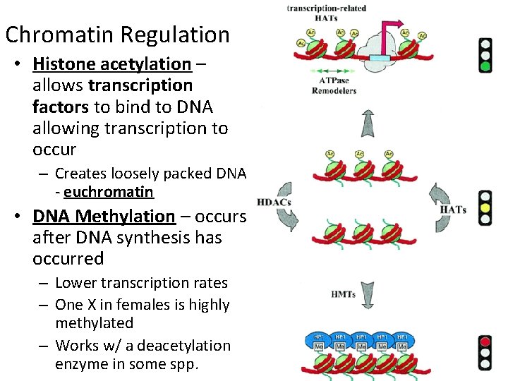 Chromatin Regulation • Histone acetylation – allows transcription factors to bind to DNA allowing