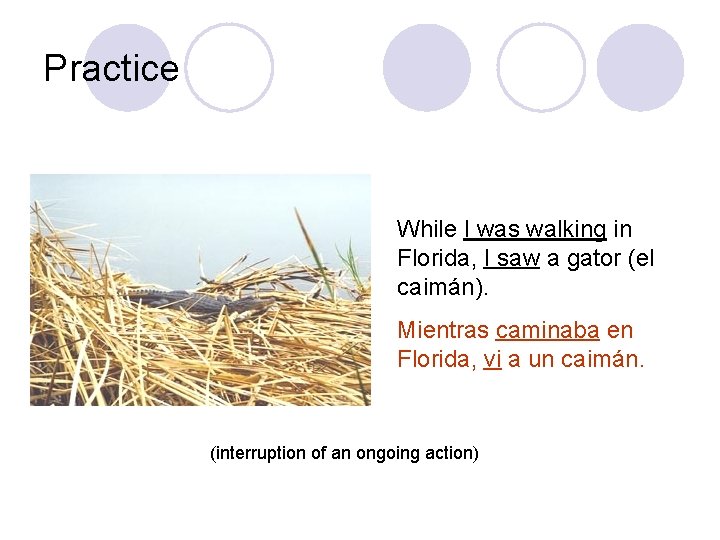 Practice While I was walking in Florida, I saw a gator (el caimán). Mientras