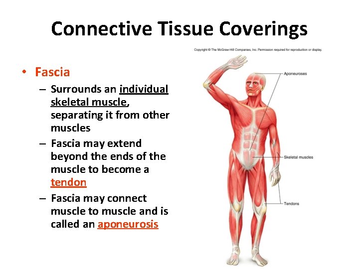 Connective Tissue Coverings • Fascia – Surrounds an individual skeletal muscle, separating it from