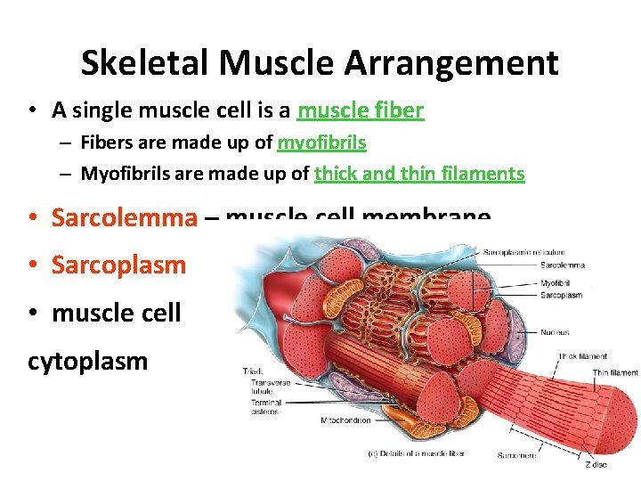Skeletal Muscle Arrangement • A single muscle cell is a muscle fiber – Fibers