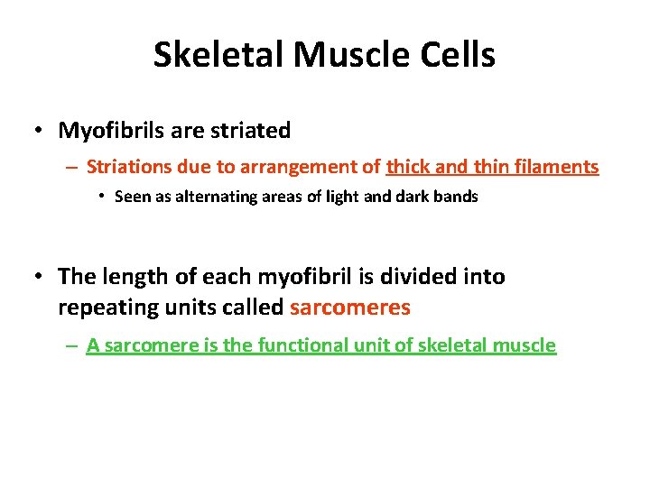 Skeletal Muscle Cells • Myofibrils are striated – Striations due to arrangement of thick