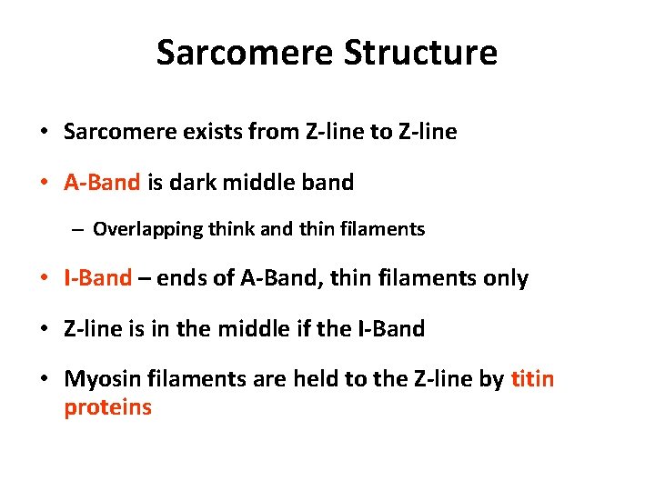 Sarcomere Structure • Sarcomere exists from Z-line to Z-line • A-Band is dark middle
