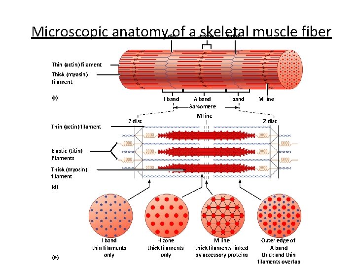 Microscopic anatomy of a skeletal muscle fiber Z disc H zone Z disc Thin