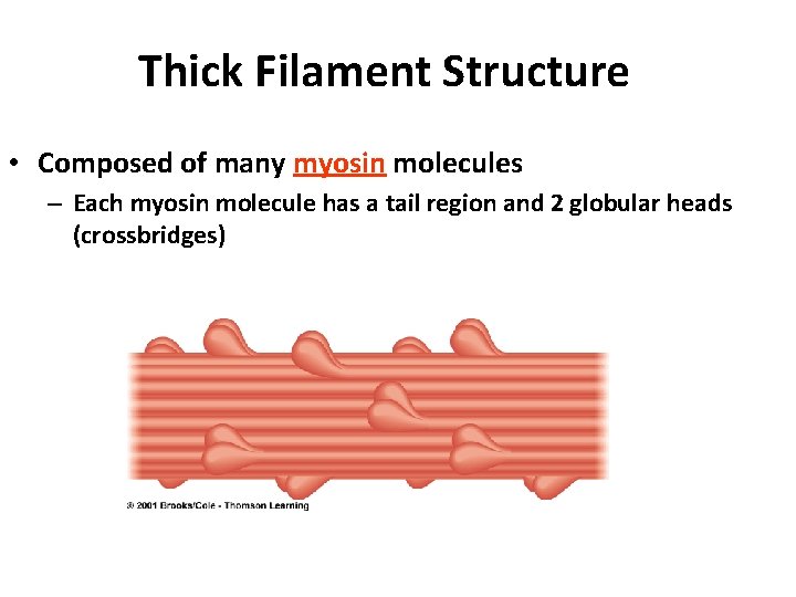 Thick Filament Structure • Composed of many myosin molecules – Each myosin molecule has