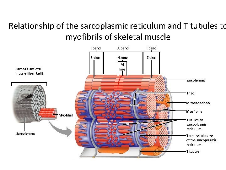 Relationship of the sarcoplasmic reticulum and T tubules to myofibrils of skeletal muscle I