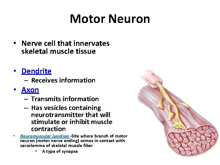 Motor Neuron • Nerve cell that innervates skeletal muscle tissue • Dendrite – Receives