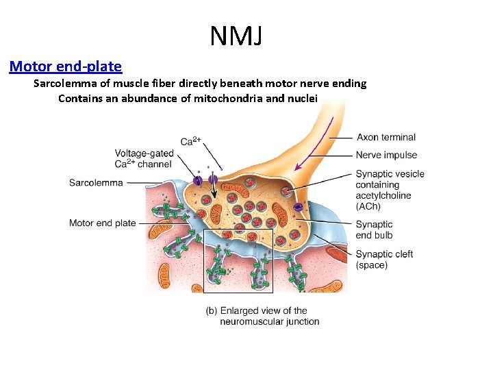 NMJ Motor end-plate Sarcolemma of muscle fiber directly beneath motor nerve ending Contains an