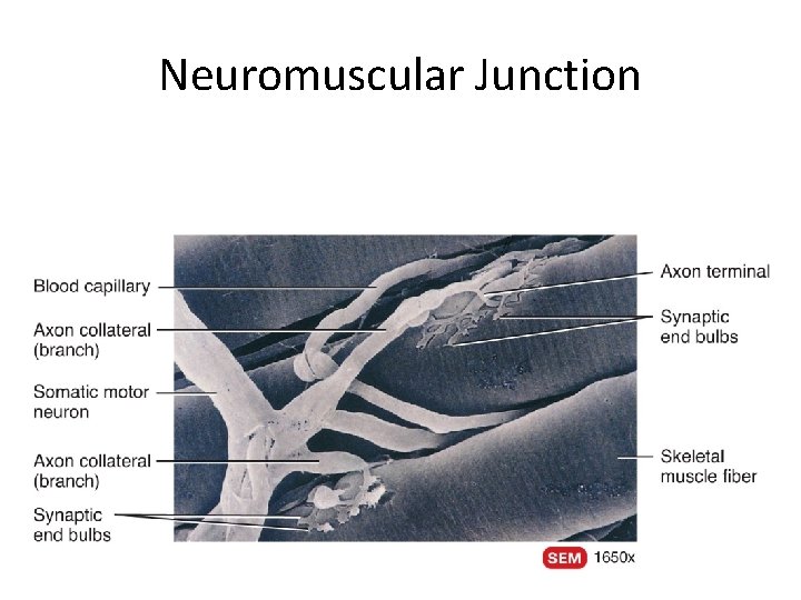 Neuromuscular Junction 