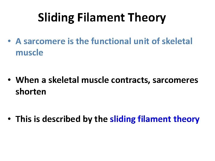 Sliding Filament Theory • A sarcomere is the functional unit of skeletal muscle •