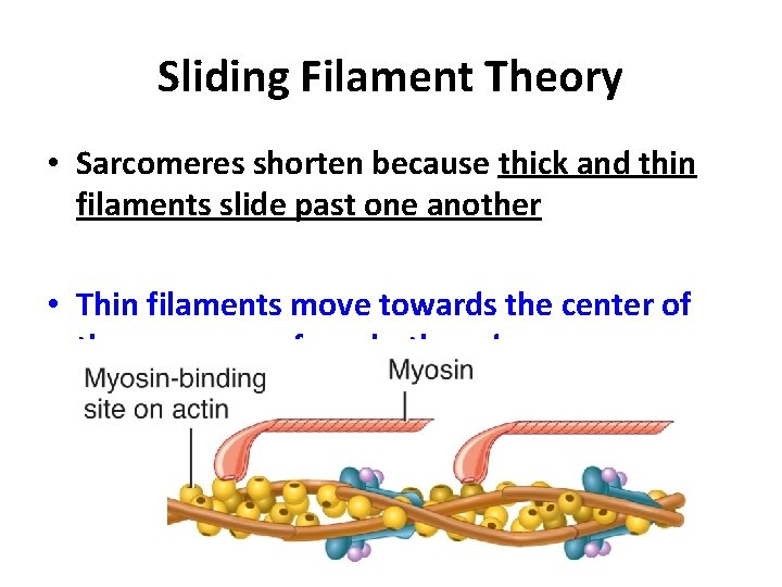 Sliding Filament Theory • Sarcomeres shorten because thick and thin filaments slide past one