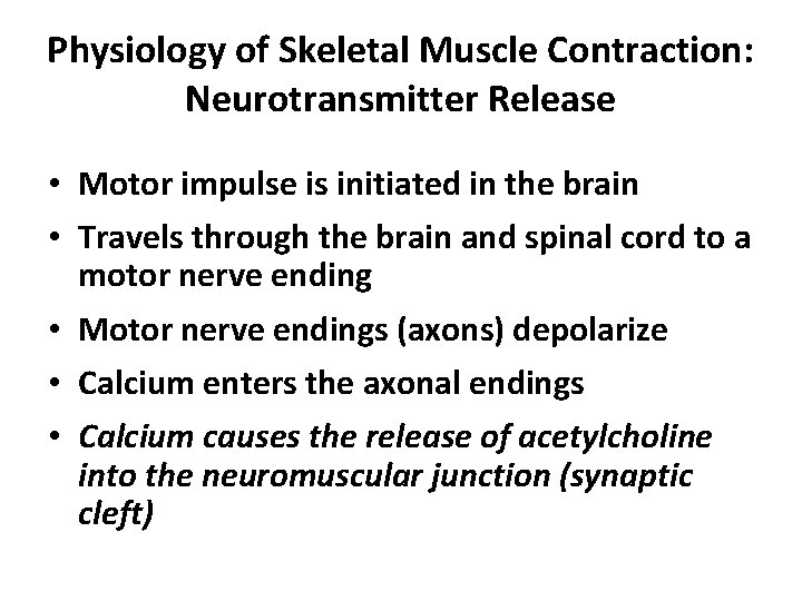 Physiology of Skeletal Muscle Contraction: Neurotransmitter Release • Motor impulse is initiated in the