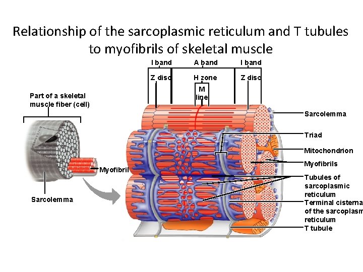 Relationship of the sarcoplasmic reticulum and T tubules to myofibrils of skeletal muscle I