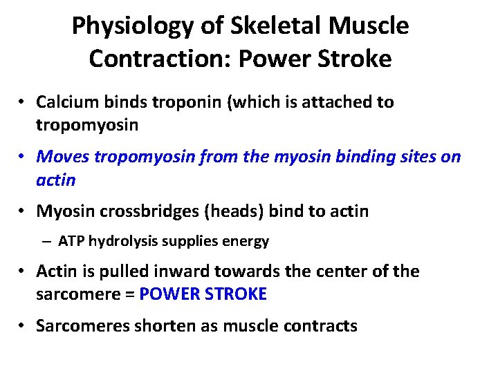 Physiology of Skeletal Muscle Contraction: Power Stroke • Calcium binds troponin (which is attached