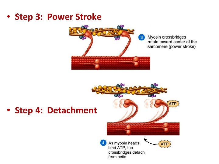  • Step 3: Power Stroke • Step 4: Detachment 